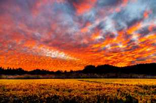 Vinyard Sunset-1755.jpg Vinyard Sunset-1755.jpg